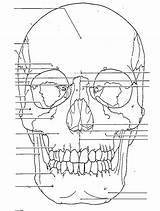 Skull Anatomy Side Human Coloring Pages Frontal Nerves Drawing Bones Cranial Book Diagram Back Head Brain Getdrawings Choose Board Sketchite sketch template