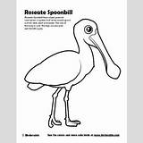 Birdorable Spoonbill sketch template