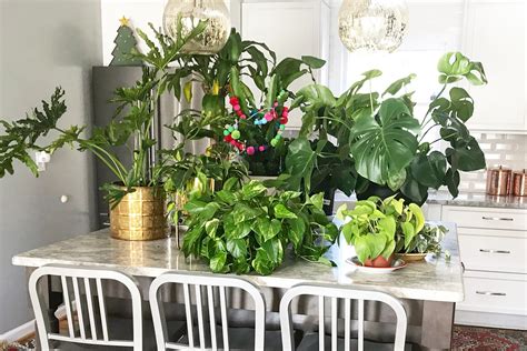 House Plant Care How To Take Care Of Your Indoor House Plants