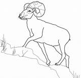 Sheep Bighorn Coloring Dall Mountain Rocky Color Printable Pages Version Click Designlooter Drawings Supercoloring Wild 38kb 467px Categories sketch template
