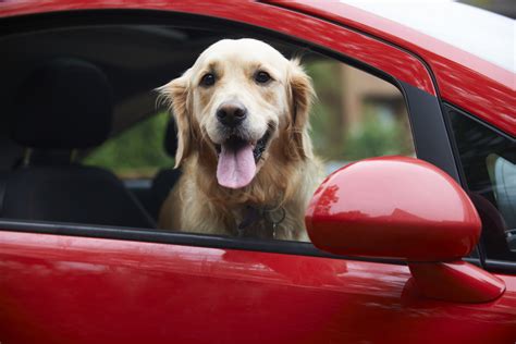 met je hond  de auto dit zijn de regels