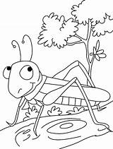 Grasshopper Gafanhoto Printable Gafanhotos Kindergarten Imagens Colouring Drawing Craft Kolorowanka Konikiem Obrazek Preschoolcrafts Pintarcolorir Curtir Lindo Crianças Tarefinhas Felizes Imprima sketch template