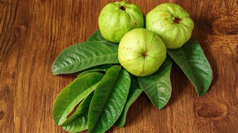 delicious guava recipes  enjoy   winter season