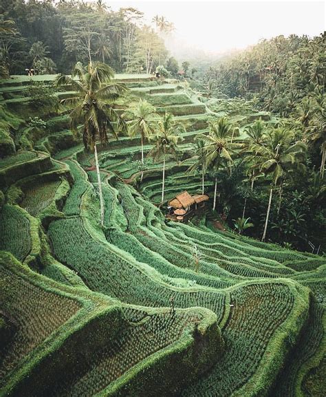 Rice Fields In Bali Indonesia 🌴 Photo By Discoverer