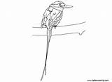 Kingfisher Buff Breasted Paradise Coloring Printable Adults Kids sketch template