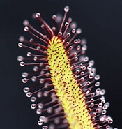 Afbeeldingsresultaten voor "bythotiara Capensis". Grootte: 175 x 185. Bron: curiousplant.com