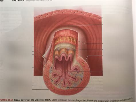 Tissues Layers Of The Digestive Tract Diagram Quizlet