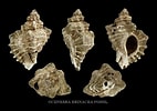 Afbeeldingsresultaten voor "ocenebra Erinacea". Grootte: 142 x 100. Bron: fineartamerica.com