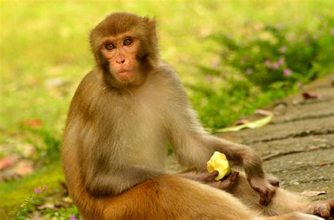 filean indian monkey bandar  malsi deer park photo jim ankan