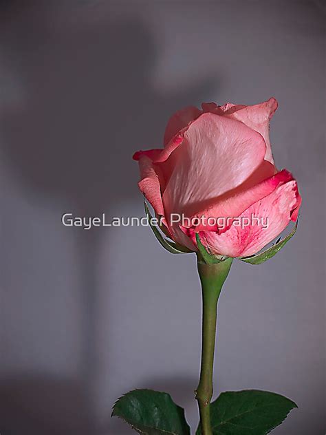 rose shadow  gayelaunder photography redbubble