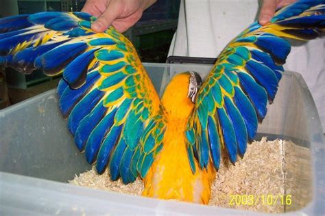 pin  roxy bloom  macaw pet birds rare birds macaw