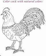 Cock Coloring Kids Printable Pages Color Print Pdf Open  Studyvillage sketch template