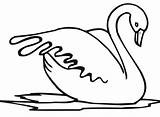 Swan Cigno Schwan Cigni Ausmalbild Cisne Vogel Bestcoloringpagesforkids Swans Wasservogel Vorlagen Nell Pinnwand Brutto Anatroccolo sketch template