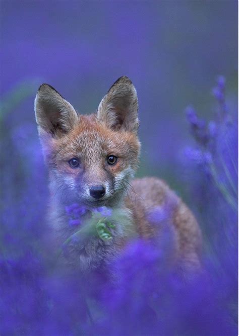 finish    focus   fox   blurred purple fauna animals animals