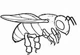 Coloring Pages Bee Drone Printable Drawing Queen Honey Kids Color Print Drawings Book Getdrawings Ideal sketch template