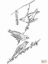 Finch Coloring Purple Designlooter Birds sketch template