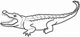 Crocodile Coloring Animals Pages Printable sketch template