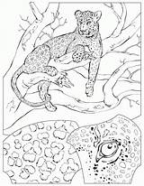 Coloring Cheetah Pages Print Popular sketch template