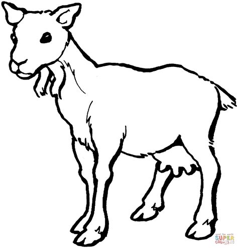 female goat coloring page  printable coloring pages