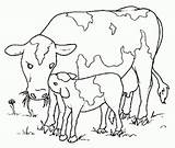 Vacas Vaca Toros Bueyes Vaci Colorare Cuccioli Colorat Vaquinhas Cows Desene Vitel Planse Castrado Riscos Pintar Maestra Loads Caballos Chachipedia sketch template