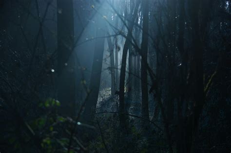 forest scene  stock photo