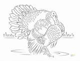 Turkey Coloring Pages Wild Turkeys Super Leg Color Printable Realistic Sheets Getcolorings Paper Kids Colouring Choose Board sketch template