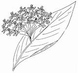 Milkweed Toadshade Asclepias Drawing Purpurascens Purple Wildflower Farm sketch template