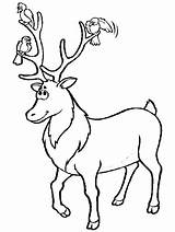 Coloring Deer Pages Clipart Animals Line Print Colorear Para Whitetail Coloringpages1001 Book sketch template