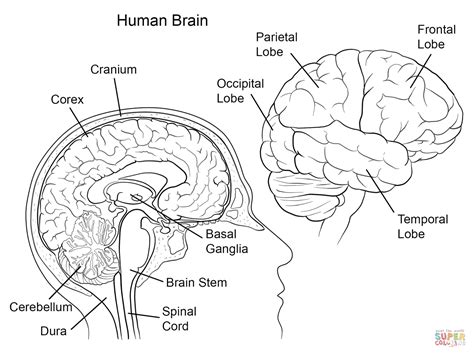 anatomy coloring book human brain anatomy brain anatomy