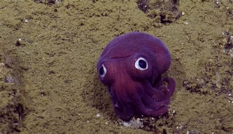 cephalopod watching  water ways