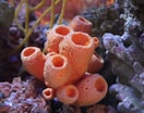 Afbeeldingsresultaten voor "rissoa Porifera". Grootte: 132 x 104. Bron: alearningfamily.com