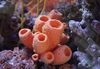 Image result for "rissoa Porifera". Size: 144 x 100. Source: alearningfamily.com
