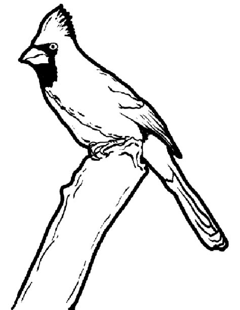 cardinal coloring pages  coloring pages  kids