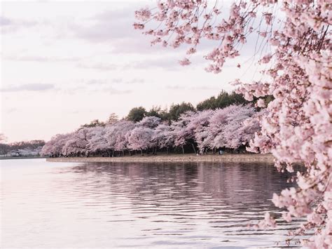 Aesthetic Blossom Tree Wallpapers Wallpaper Cave