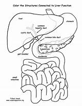 Liver Coloring Organs Human Pages Diagram Organ Pancreas Labeled Bladder Gall Function Sheets Anatomy Printable Template Small Labelled Intestine Color sketch template