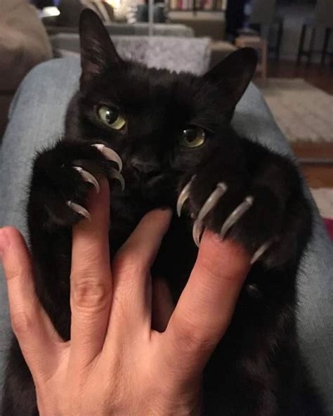 25 of the most scarily cute cats showing off their claws catlov