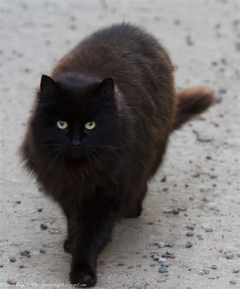 goeran bength foto en ensam svart katt