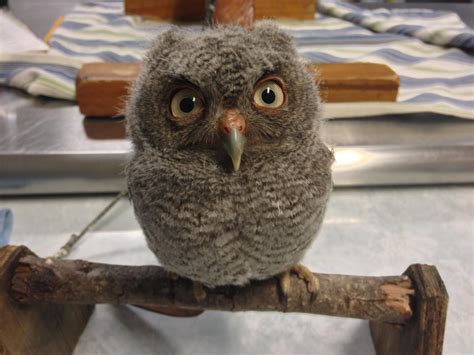 owl sitting  top   wooden branch  eyes wide open