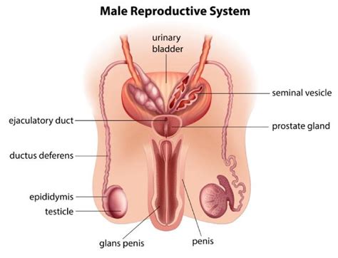 reproductive organs of a man know more about male anatomy