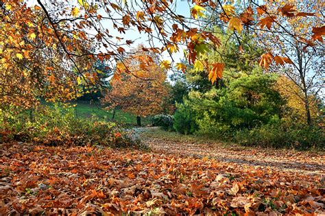 autumn season nature  photo  pixabay