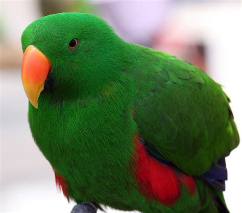green parrot  image        bird flickr