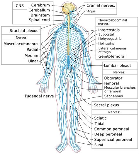 peripheral nervous system parts divisions peripheral nervous system function