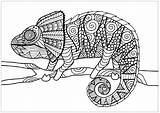 Chameleon Kameleon Colorare Camaleones Printable Zentangle Chameleons Camaleonti Lagartos Lizard Disegni Lucertole Embleem Getrokken Adulti Leen Margot Tatoegering Animali Justcolor sketch template
