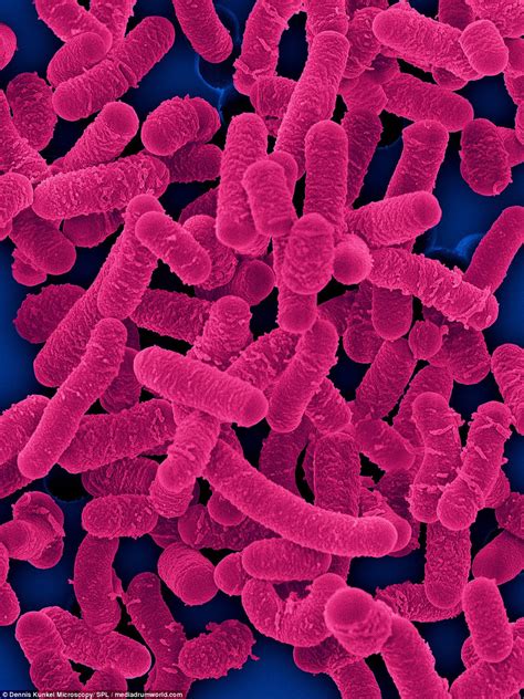 bacteria in a human s mouth tubezzz porn photos