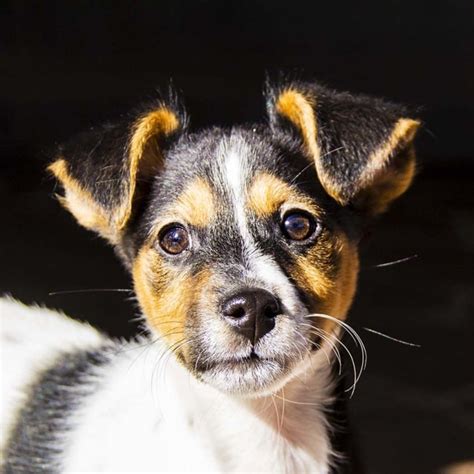 andre ~ mini foxy x jack russell on trial 13 8 17 small male jack