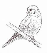 Coloring Kestrel American Pages Birds Choose Board Imgur Drawings sketch template