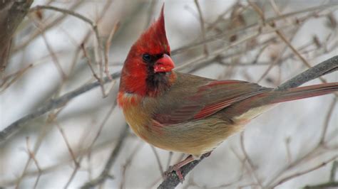 rare bird   cardinal   male  female   york times