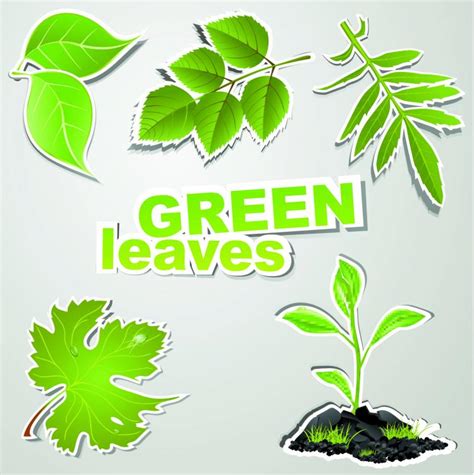 fine leaf label   eps   vector