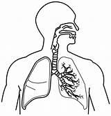 Respiratory Getdrawings sketch template
