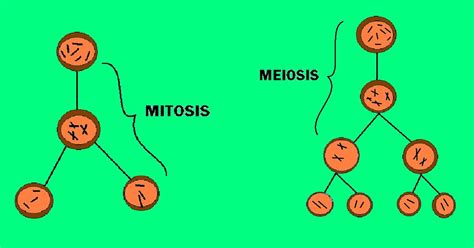 Esquema De Mitosis Y Meiosis Seo Positivo